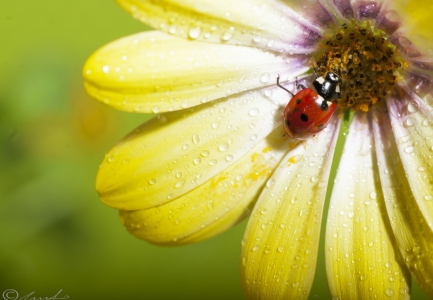 Macro
